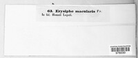 Image Associated With the Occurence